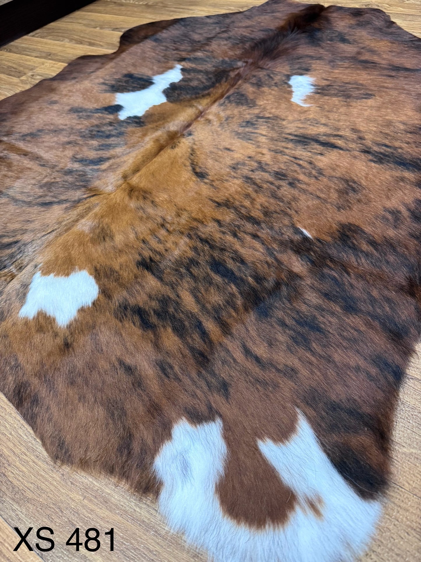 XS 481